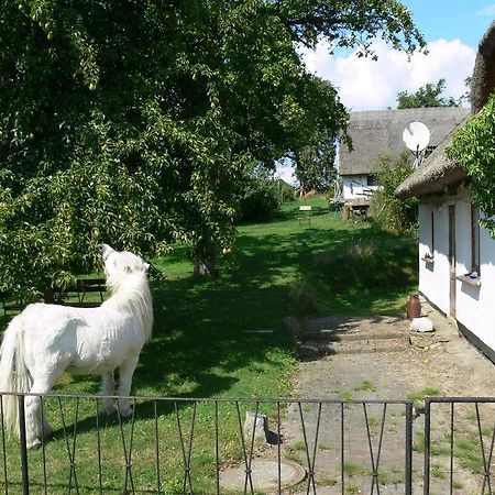 Landhotel Ruegen Stönkvitz المظهر الخارجي الصورة