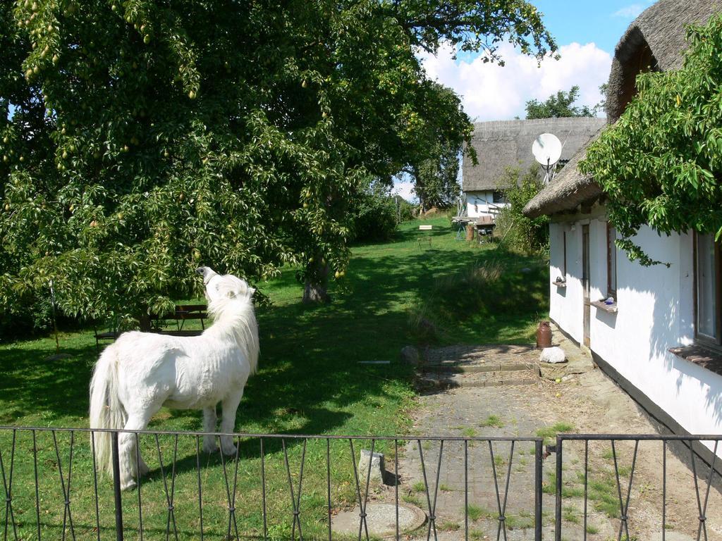 Landhotel Ruegen Stönkvitz المظهر الخارجي الصورة